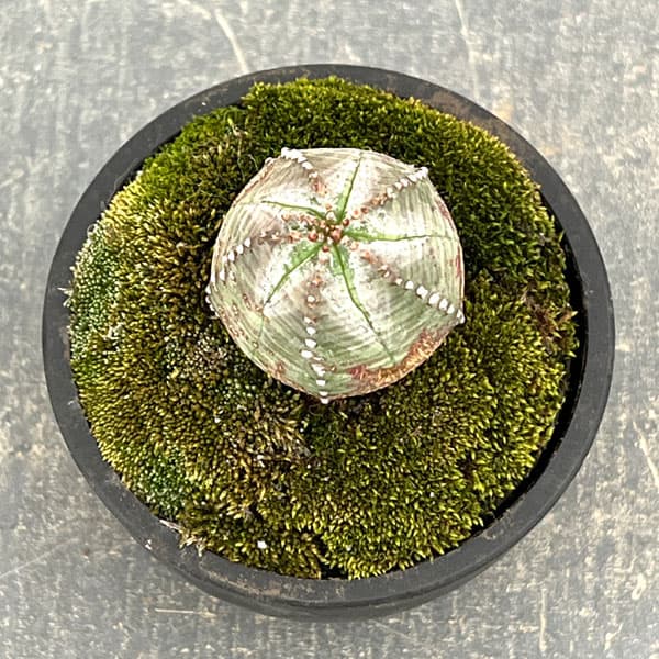 ユーフォルビア:オベサ梵天 2.5号盆栽風仕立て26-02