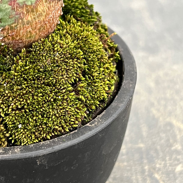 ユーフォルビア:オベサ梵天 2.5号盆栽風仕立て26-02