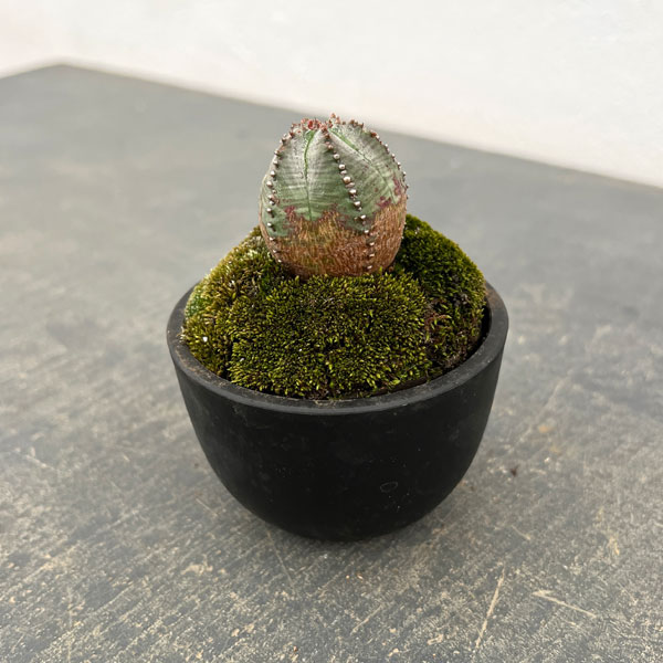 ユーフォルビア:オベサ梵天 2.5号盆栽風仕立て26-02
