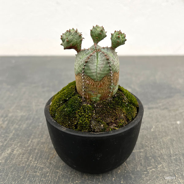 ユーフォルビア:オベサ梵天 2.5号盆栽風仕立て26-03