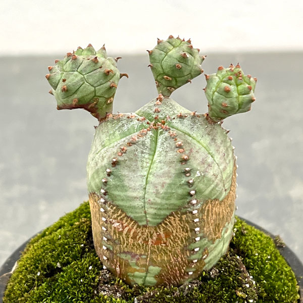 ユーフォルビア:オベサ梵天 2.5号盆栽風仕立て26-03