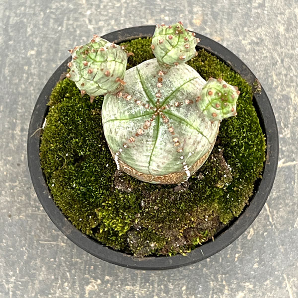 ユーフォルビア:オベサ梵天 2.5号盆栽風仕立て26-03