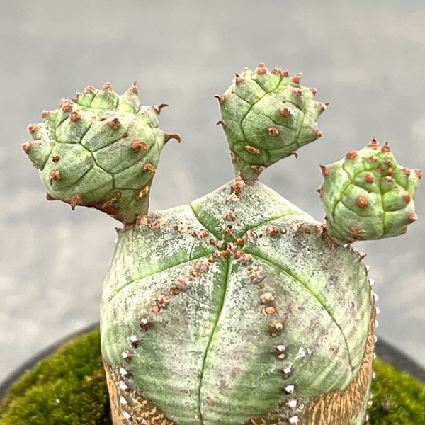 ユーフォルビア:オベサ梵天 2.5号盆栽風仕立て26-03