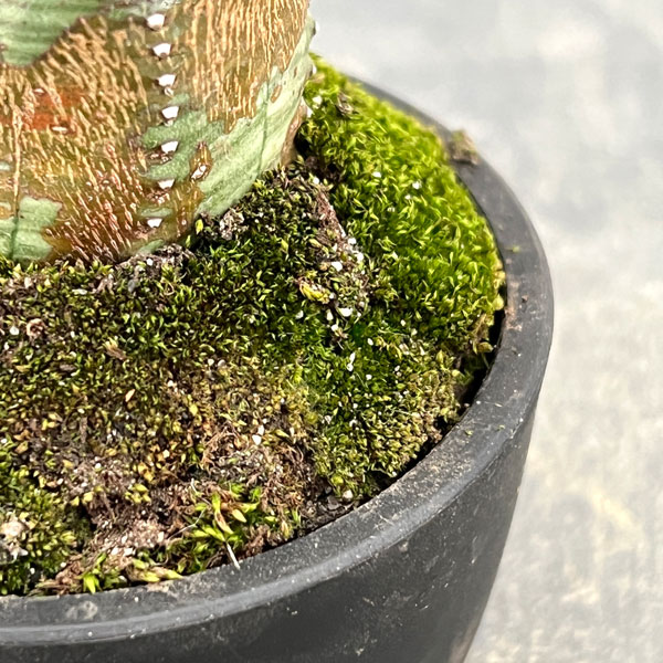 ユーフォルビア:オベサ梵天 2.5号盆栽風仕立て26-03