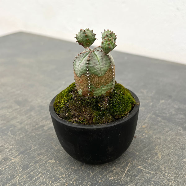 ユーフォルビア:オベサ梵天 2.5号盆栽風仕立て26-03