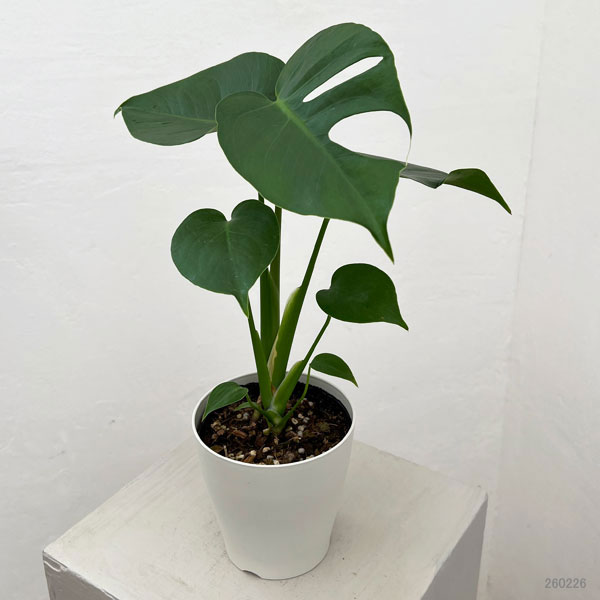 モンステラ：デリシオサ　コンパクタ（TC苗）4号ポット