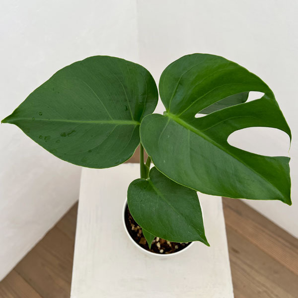 モンステラ：デリシオサ　コンパクタ（TC苗）4号ポット