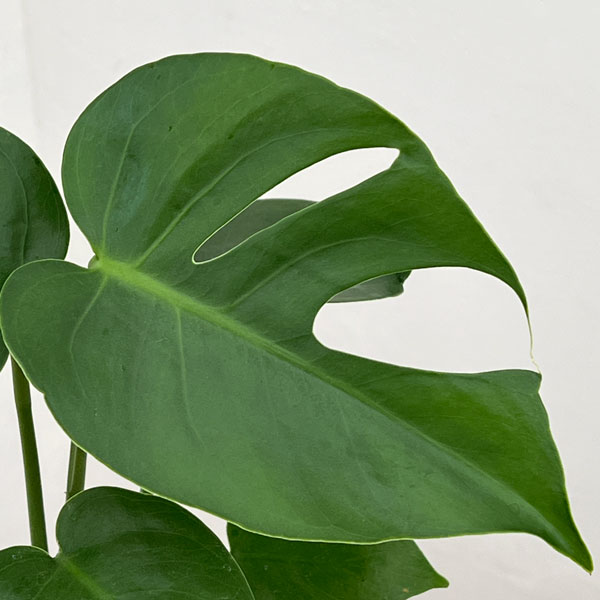 モンステラ：デリシオサ　コンパクタ（TC苗）4号ポット