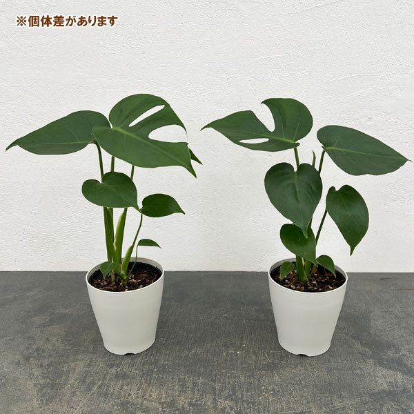 モンステラ：デリシオサ　コンパクタ（TC苗）4号ポット