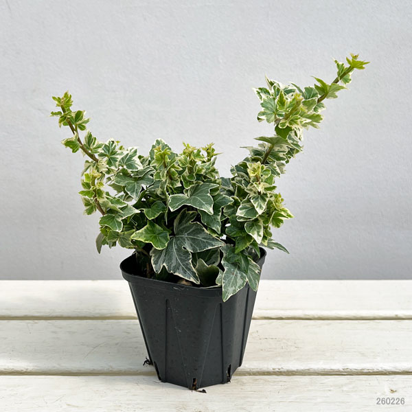 ヘデラ（アイビー）：クール3.5号ポット