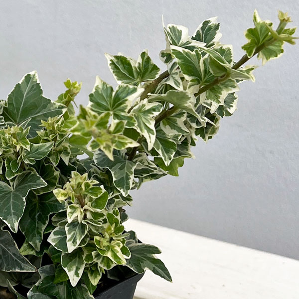 ヘデラ（アイビー）：クール3.5号ポット