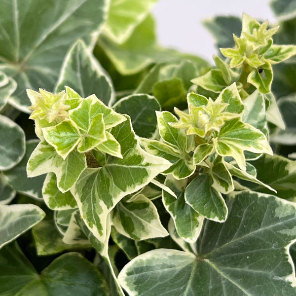 ヘデラ（アイビー）：クール3.5号ポット