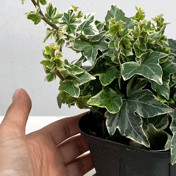 ヘデラ（アイビー）：クール3.5号ポット