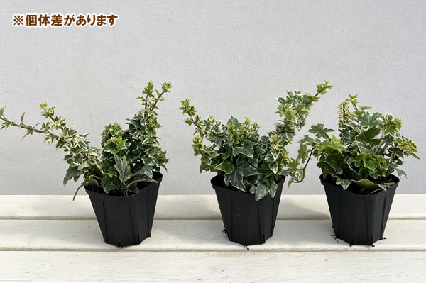 ヘデラ（アイビー）：クール3.5号ポット