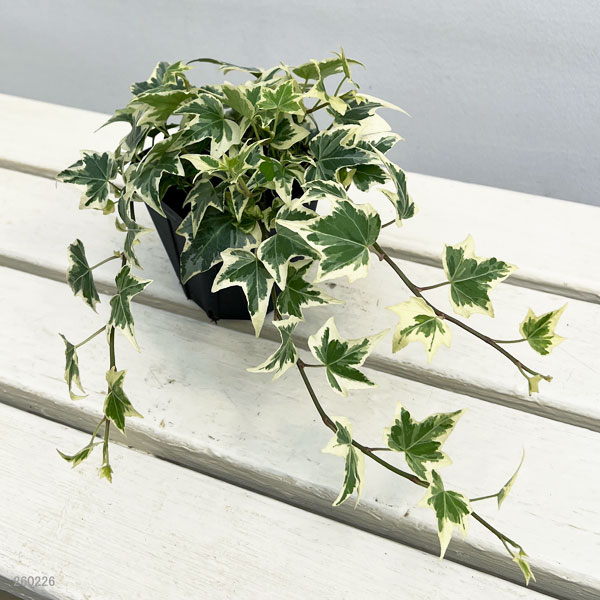 ヘデラ（アイビー）：ビクトリア3.5号ポット