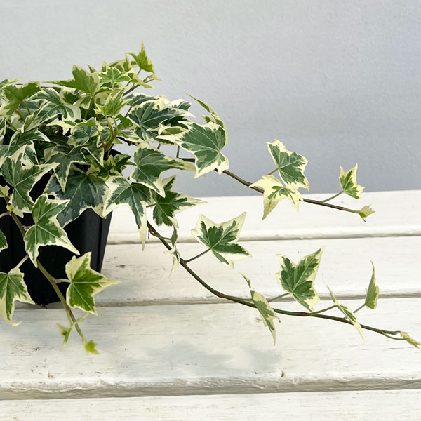 ヘデラ（アイビー）：ビクトリア3.5号ポット