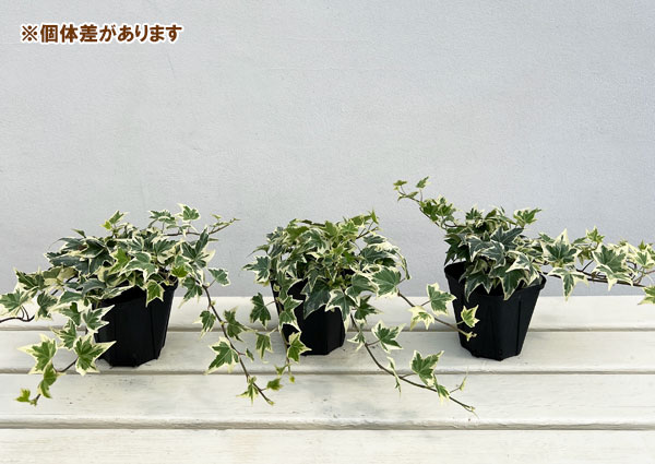 ヘデラ（アイビー）：ビクトリア3.5号ポット