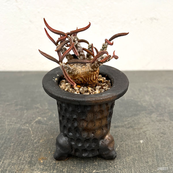 ユーフォルビア:キリンドリフォリア 2.5号陶器鉢植え26-01