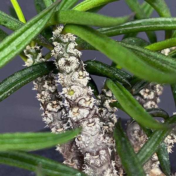 ユーフォルビア:キリンドリフォリア 2.5号陶器鉢植え26-01