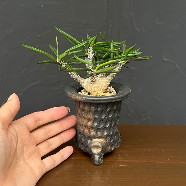 園芸ネット本店｜ユーフォルビア：キリンドリフォリア 2.5号陶器鉢植え