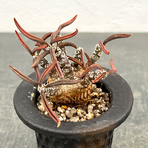 ユーフォルビア:キリンドリフォリア 2.5号陶器鉢植え26-01