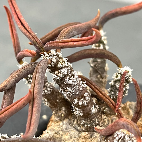 ユーフォルビア:キリンドリフォリア 2.5号陶器鉢植え26-01