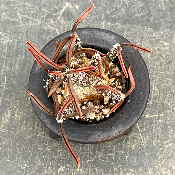 ユーフォルビア:キリンドリフォリア 2.5号陶器鉢植え26-01