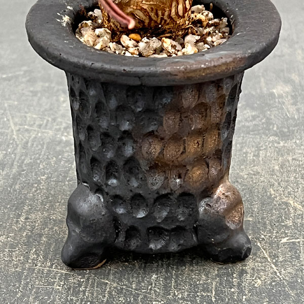 ユーフォルビア:キリンドリフォリア 2.5号陶器鉢植え26-01