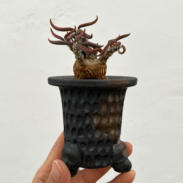 ユーフォルビア:キリンドリフォリア 2.5号陶器鉢植え26-01