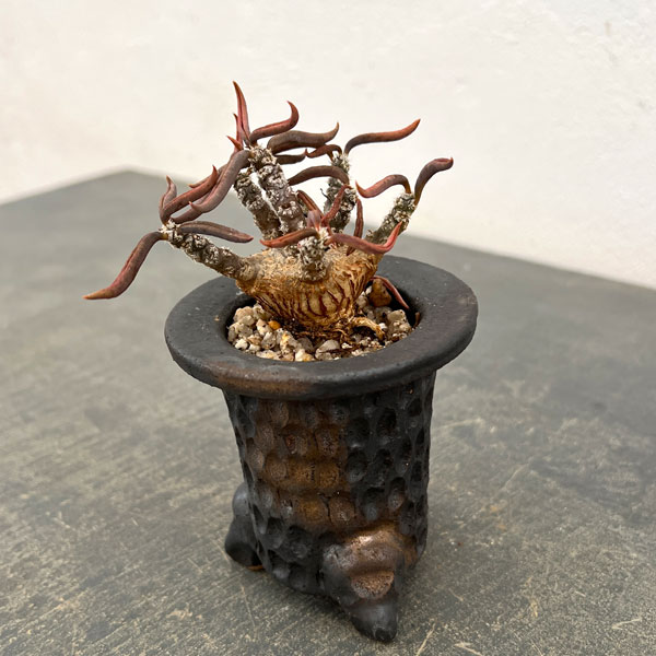 ユーフォルビア:キリンドリフォリア 2.5号陶器鉢植え26-01