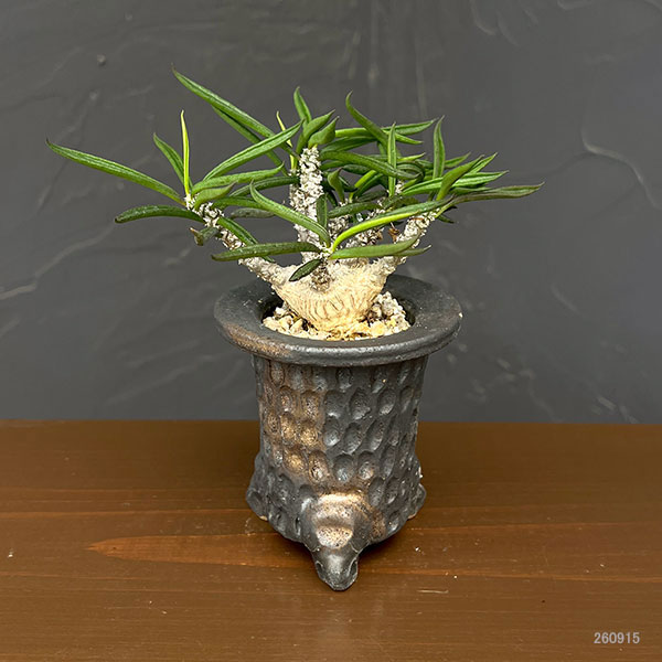 園芸ネット本店｜ユーフォルビア：キリンドリフォリア 2.5号陶器鉢植え