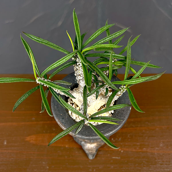 園芸ネット本店｜ユーフォルビア：キリンドリフォリア 2.5号陶器鉢植え