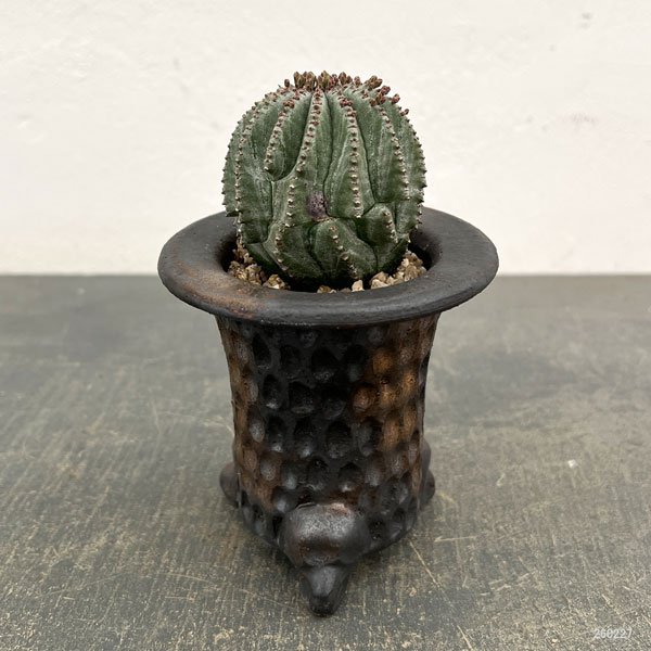 ユーフォルビア：ホリダ梵天　3号陶器鉢植え26-01