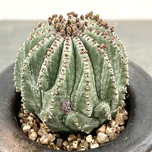 ユーフォルビア：ホリダ梵天　3号陶器鉢植え26-01