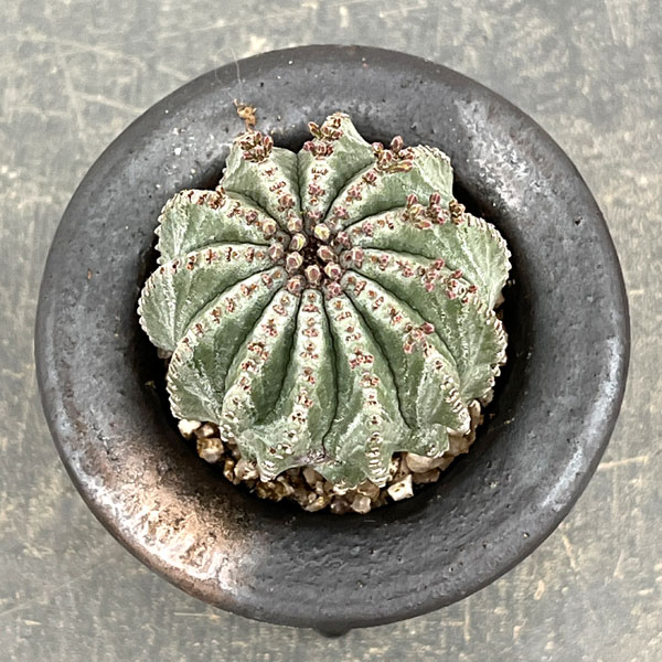 ユーフォルビア：ホリダ梵天　3号陶器鉢植え26-01