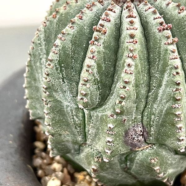 ユーフォルビア：ホリダ梵天　3号陶器鉢植え26-01