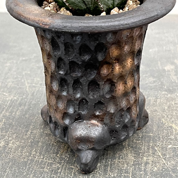 ユーフォルビア：ホリダ梵天　3号陶器鉢植え26-01