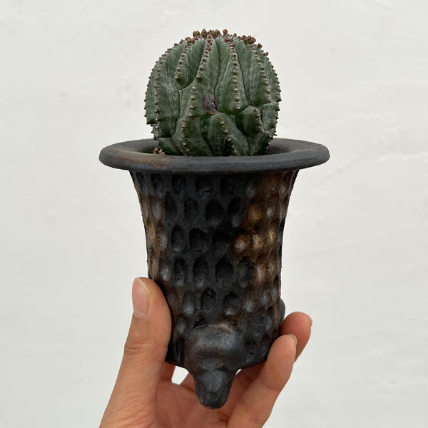 ユーフォルビア：ホリダ梵天　3号陶器鉢植え26-01