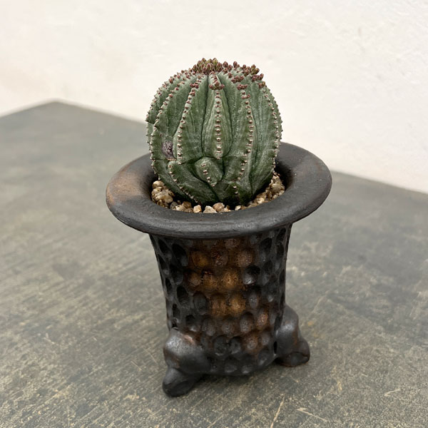 ユーフォルビア：ホリダ梵天　3号陶器鉢植え26-01