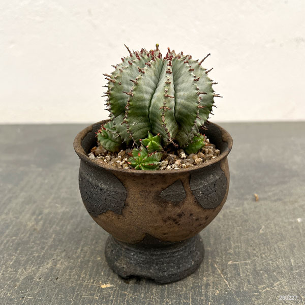 ユーフォルビア:HO-1アルバホリダ×アルバホリダ 2.5号陶器鉢植え26-01