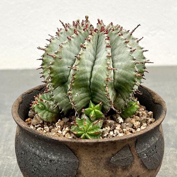 ユーフォルビア:HO-1アルバホリダ×アルバホリダ 2.5号陶器鉢植え26-01