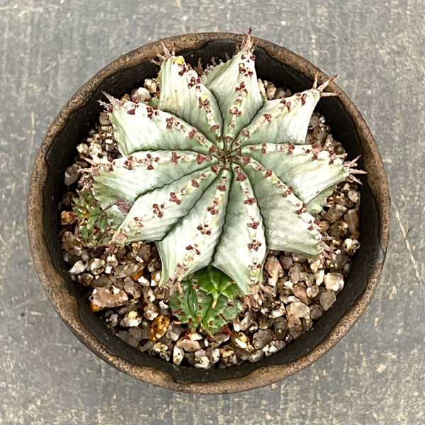 ユーフォルビア:HO-1アルバホリダ×アルバホリダ 2.5号陶器鉢植え26-01