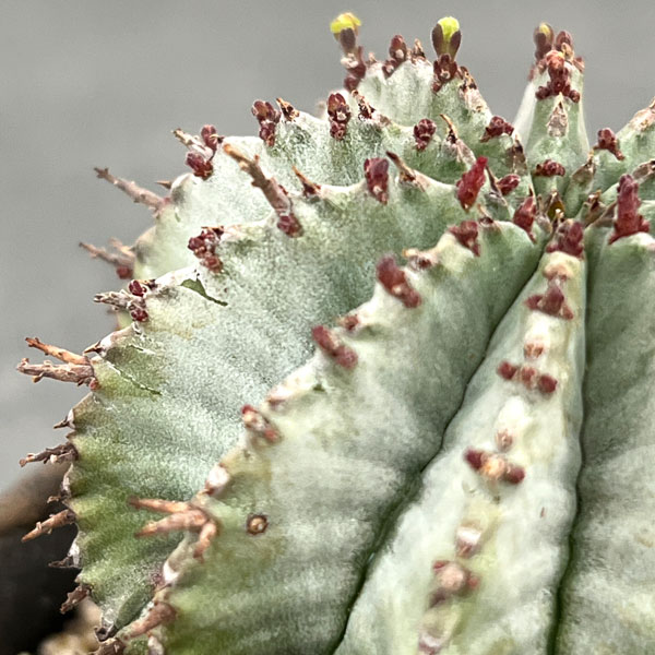 ユーフォルビア:HO-1アルバホリダ×アルバホリダ 2.5号陶器鉢植え26-01