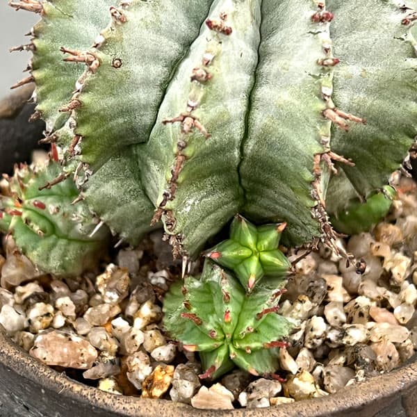 ユーフォルビア:HO-1アルバホリダ×アルバホリダ 2.5号陶器鉢植え26-01