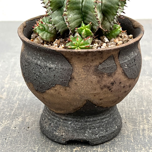 ユーフォルビア:HO-1アルバホリダ×アルバホリダ 2.5号陶器鉢植え26-01