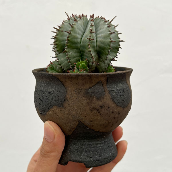 ユーフォルビア:HO-1アルバホリダ×アルバホリダ 2.5号陶器鉢植え26-01