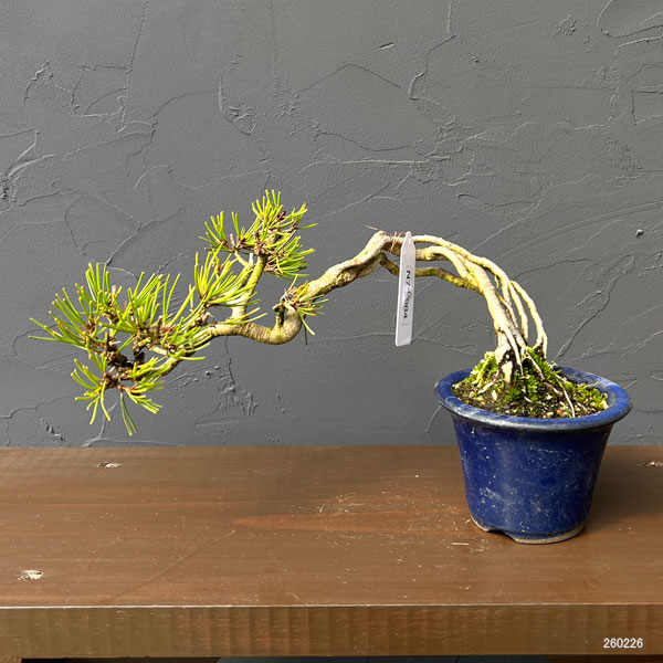 アカマツ（赤松）：小品盆栽 26-01