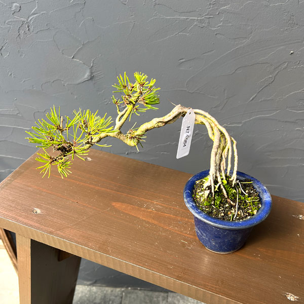 アカマツ（赤松）：小品盆栽 26-01