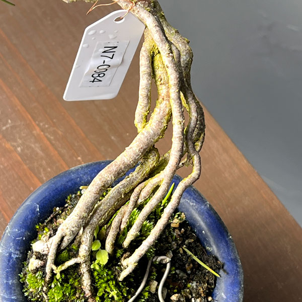 アカマツ（赤松）：小品盆栽 26-01