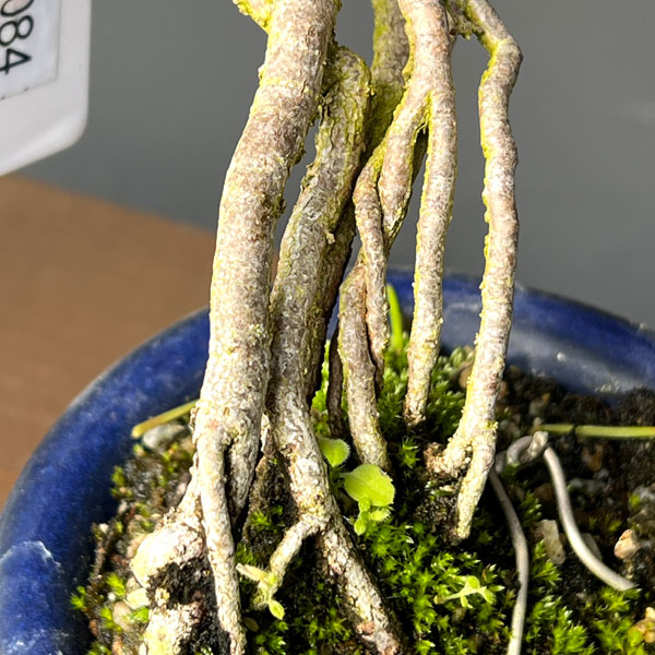 アカマツ（赤松）：小品盆栽 26-01